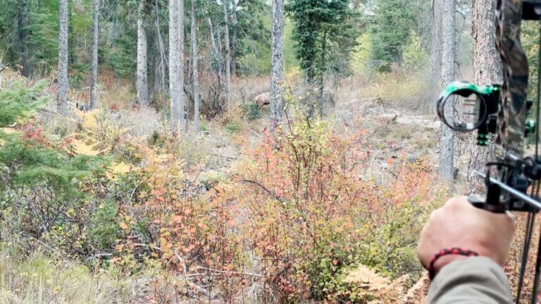 stalking elk in idaho